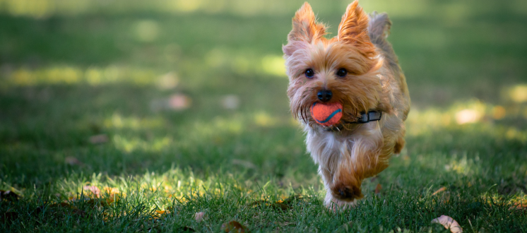 Dog leashes and collars in vibrant colors from Paw Happie